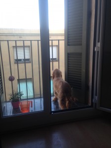 Cocker Spaniel looking out window