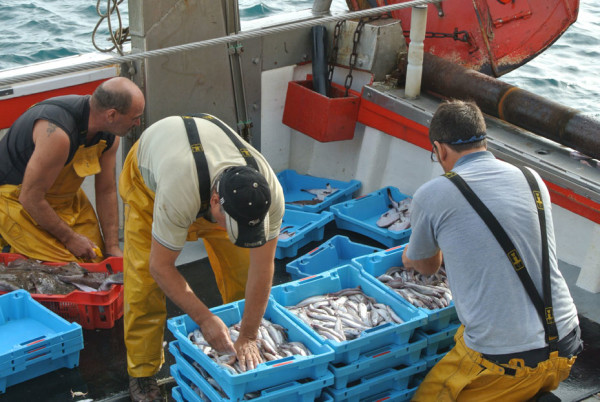 Sorting the catch in Palamos