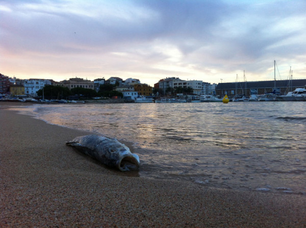 dead-fish-Palamos-beach