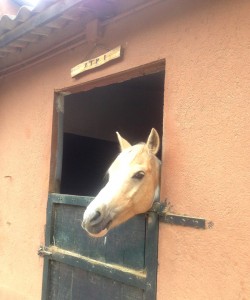 Palomino horse in horse box